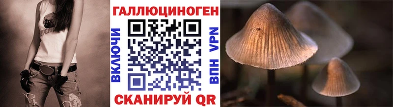 Купить  Куровское  Псилоцибиновые грибы Cubensis 