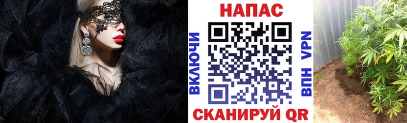 Купить  Куровское  Шишки марихуана MAZAR 